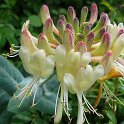 Lonicera splendida  -  ENDEMISMO IBERICO
